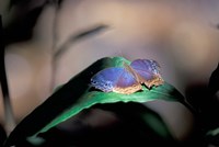 Colorful Butterfly Wings, Gombe National Park, Tanzania Fine Art Print