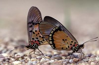 A pair of Butterflies, Gombe National Park, Tanzania Fine Art Print