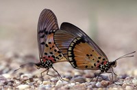 Butterflies Gombe National Park Tanzania