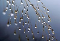 Dewdrops, Huansan, China Fine Art Print