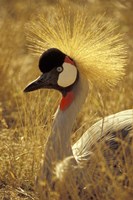 African Crowned Crane, South Africa Fine Art Print