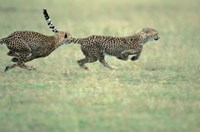 Cheetah Cub Playing on Savanna, Masai Mara Game Reserve, Kenya Fine Art Print