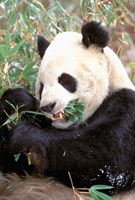 China, Wolong Nature Reserve, Giant panda bear Fine Art Print