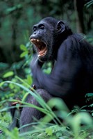 Female Chimpanzee Yawning, Gombe National Park, Tanzania Fine Art Print