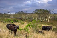 Cape Buffalo, Zulu Nyala Game Reserve, Hluhluwe, Kwazulu Natal, South Africa Fine Art Print