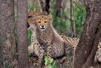 Cheetah Cubs, Phinda Preserve, South Africa Fine Art Print