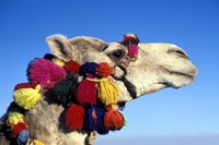 Colorfully Decorated Tourist Camel, Egypt Fine Art Print