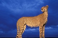 Cheetah at Dusk, Masai Mara Game Reserve, Kenya Fine Art Print