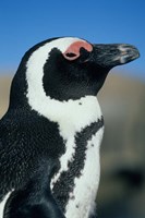 Close up of an African Penguin, Cape Peninsula, South Africa Fine Art Print