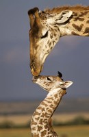 Giraffe, Masai Mara, Kenya Fine Art Print