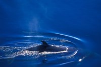 Antarctic Minke Whale, Boothe Island, Lemaire Channel, Antarctica Fine Art Print