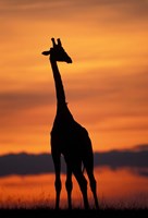 Giraffe Silhouetted, Masai Mara Game Reserve, Kenya Fine Art Print