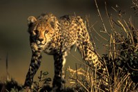 Cheetah Cub in Short Grass, Masai Mara Game Reserve, Kenya Fine Art Print