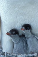 Gentoo Penguin Chicks, Port Lockroy, Wiencke Island, Antarctica Fine Art Print