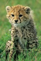 Cheetah, Tanzania, Serengeti NP, Cheetah cub Fine Art Print