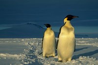 Emperor Penguins, Mt. Melbourne, Antarctica Fine Art Print
