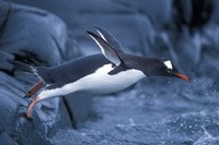 Adelie Penguins Waving Flippers, Petermann Island, Antarctica Fine Art Print