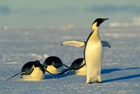 Emperor Penguins, Antarctica, Atka Bay, Weddell Sea Fine Art Print
