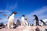 Adelie Penguin Rookery, Petermann Island, Lemaire Channel, Antarctica Fine Art Print