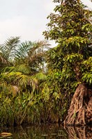 Africa, Liberia, Monrovia. Plantlife along the Du River. Fine Art Print