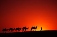 Camel Caravan at Sunrise, Silk Road, China Fine Art Print