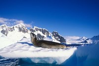 Antarctica, Boothe Island, Leopard Seal, iceberg Fine Art Print