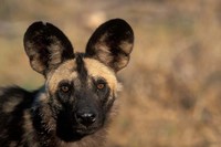 Botswana, Chobe NP, African Wild Dog, Savuti Marsh Fine Art Print