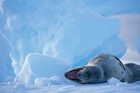 Antarctica, Boothe Isl, Lemaire Channel, Leopard Seal Fine Art Print