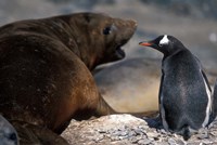 Antarctica, Livingston Island, Gentoo penguin Fine Art Print