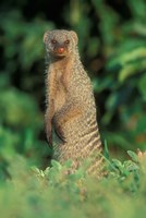 Botswana, Chobe NP, Banded Mongoose river bank Fine Art Print