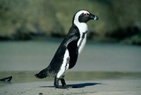 African Penguin, Cape Peninsula, South Africa Fine Art Print