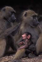 Botswana, Chobe NP, Chacma Baboon primate, Chobe River Fine Art Print