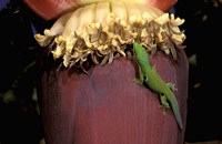 Day Gecko, Ranamofana, Madagascar Fine Art Print