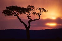 Acacia Tree as Storm Clears, Masai Mara Game Reserve, Kenya by Paul Souders - various sizes