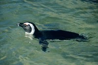 African Penguin swimming, Cape Peninsula, South Africa Fine Art Print
