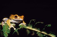 Frog in the Analamazaotra National Park, Madagascar Fine Art Print