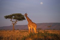 Giraffe Feeding on Savanna, Masai Mara Game Reserve, Kenya Fine Art Print