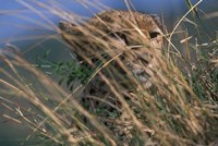 Cheetah Resting on Savanna, Masai Mara Game Reserve, Kenya Fine Art Print