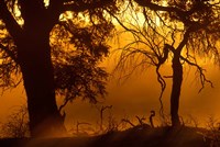 Dust Hanging in Air, Auob River Bed, Kgalagadi Transfrontier Park, South Africa Fine Art Print