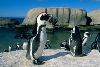 African Penguins, South Africa Fine Art Print