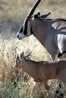 Beisa Oryx and Calf, Kenya Fine Art Print
