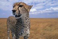 Cheetah, Kenya Fine Art Print