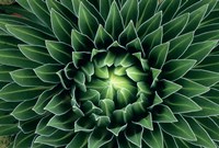 Giant Lobelia flower, Mount Kenya NPk, Kenya Fine Art Print