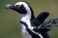 African Penguin at Boulders Beach, Table Mountain National Park, South Africa Fine Art Print