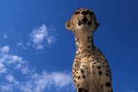 Cheetah Watching Surrounding Savanna, Masai Mara Game Reserve, Kenya Fine Art Print