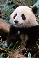 China, Chengdu, Panda Sanctuary, Panda bear Fine Art Print