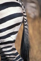 Close-Up of Plains Zebra, Masai Mara Game Reserve, Kenya Fine Art Print