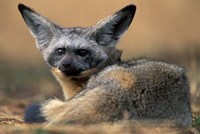 Bat Eared Fox Rests on Savanna, Masai Mara Game Reserve, Kenya Fine Art Print