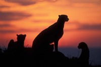 Cheetah Silhouetted By Sunset, Masai Mara Game Reserve, Kenya Fine Art Print