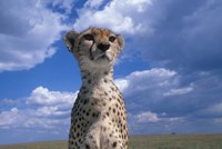 Cheetah Surveying Savanna, Masai Mara Game Reserve, Kenya Fine Art Print
